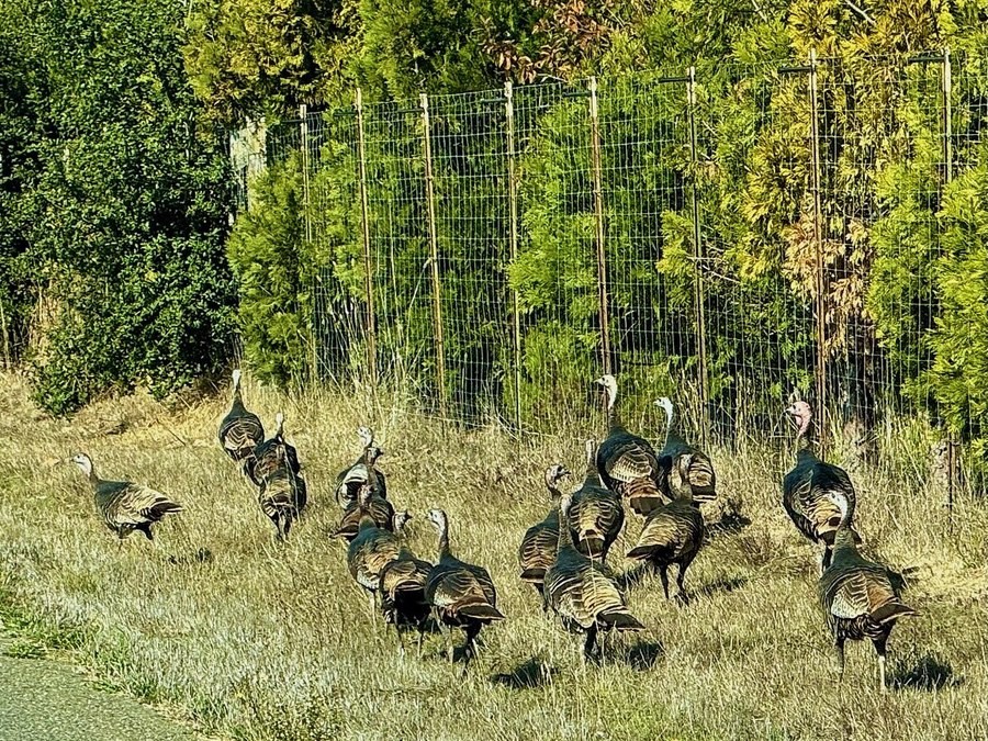 Meleagris gallopavo - November 2024 - Sarah Stierch by Missvain